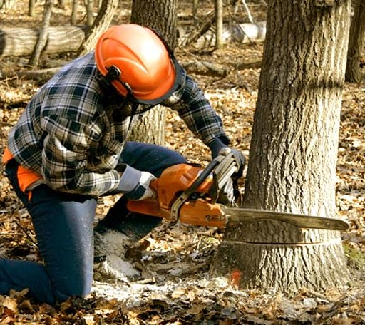Tree Removal in Vaughan, MS